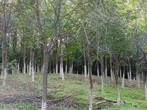 南岗村旧改爆料通知最新,揭秘项目进展与居民期待 第1张 南岗村旧改爆料通知最新,揭秘项目进展与居民期待 第1张