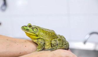 牛蛙饲养爆料视频教程图片,揭秘视频教程与图片解析 第1张 牛蛙饲养爆料视频教程图片,揭秘视频教程与图片解析 第1张